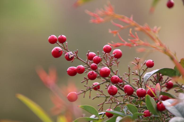 Free stock image of Red Berries on a Shrub created by GAIMARD Jacques