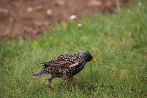 Starling searching in the grass - Free Stock Photo