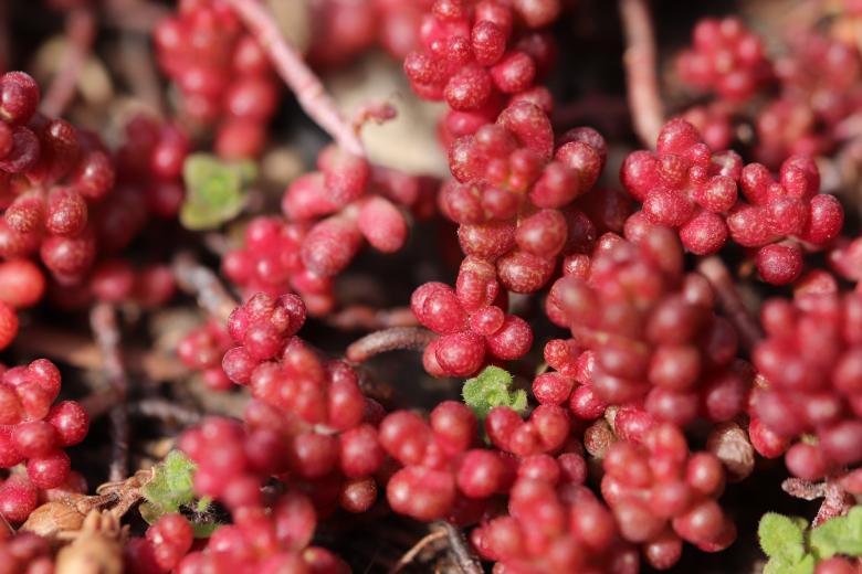 Free stock image of Nice creeping plant created by GAIMARD Jacques