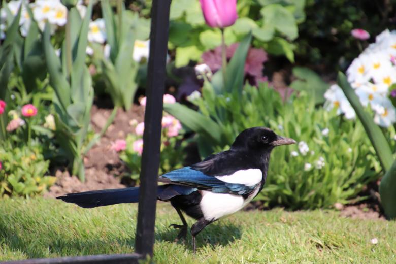 Free stock image of Very talkative magpie ! created by GAIMARD Jacques
