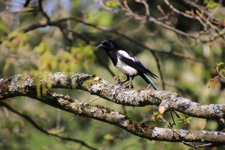 Free stock image of Magpie on its branch created by GAIMARD Jacques