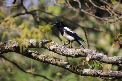 Magpie on its branch - Free Stock Photo
