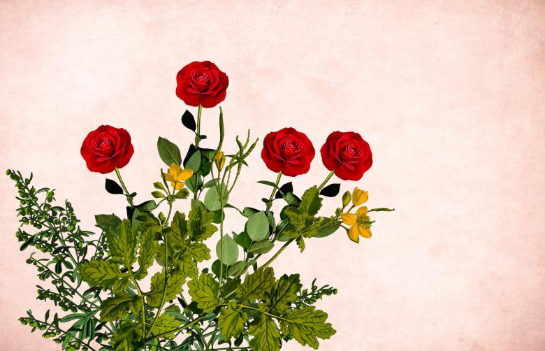 Free stock image of Red Roses on Vintage Background created by mohamed hassan