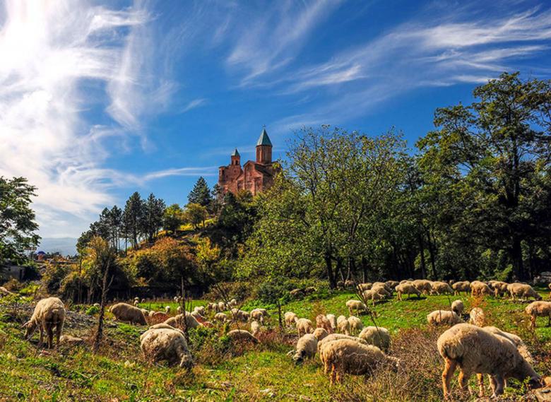 Free stock image of The sheep grazing herb created by nino nin