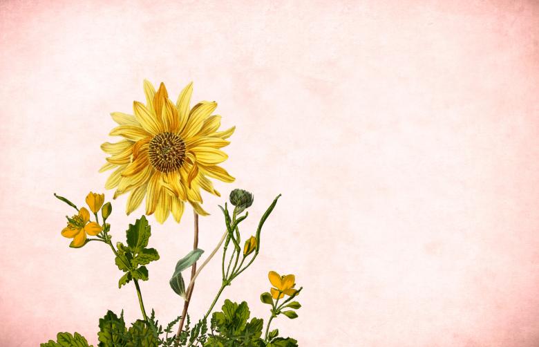 Free stock image of Sunflower on Paper Background created by mohamed hassan