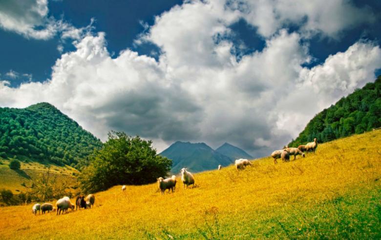 Free stock image of Beautiful Field with Sheeps created by nino nin
