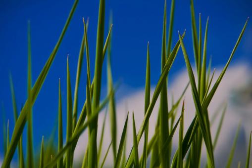 Grass Against Blue Sky - Free Stock Photo