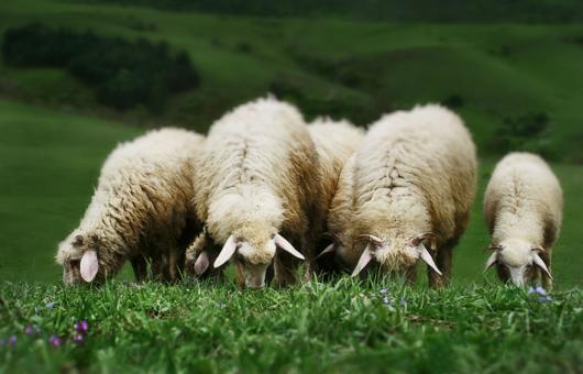 Sheep Grazing
