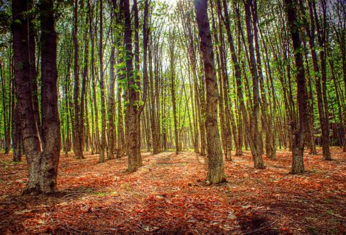The forest - Free Stock Photo