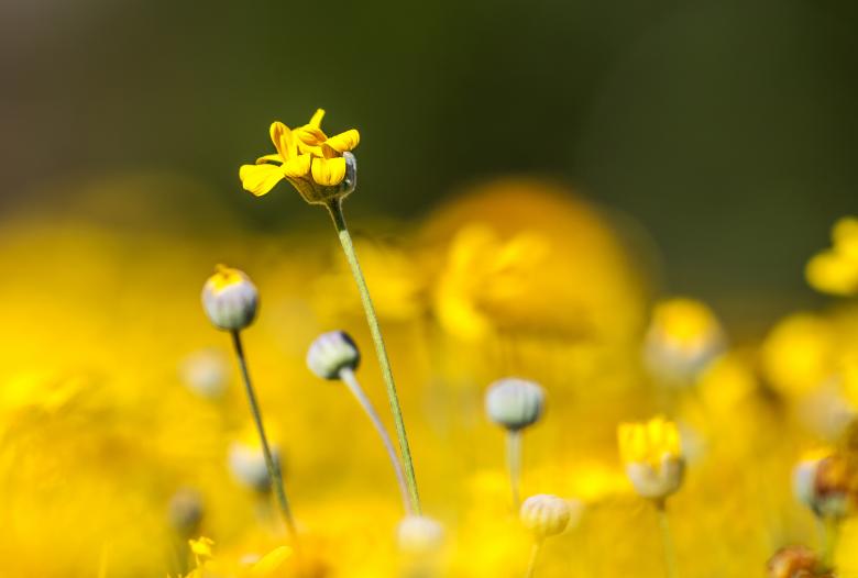 Free stock image of Yellow Poppy Flowers created by John Torcasio