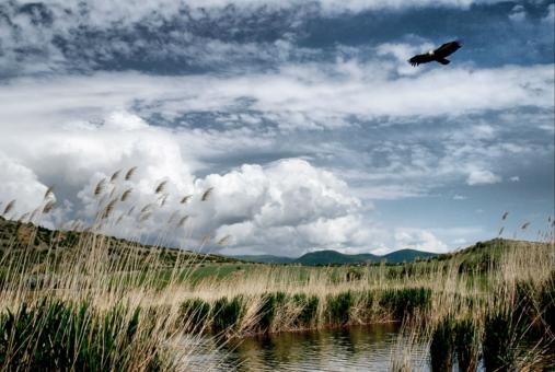 Eagle in the Sky - Beautiful Nature - Free Stock Photo