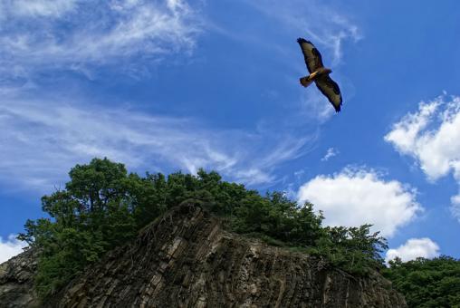Beautiful Eagle Flying in the Sky - Free Stock Photo