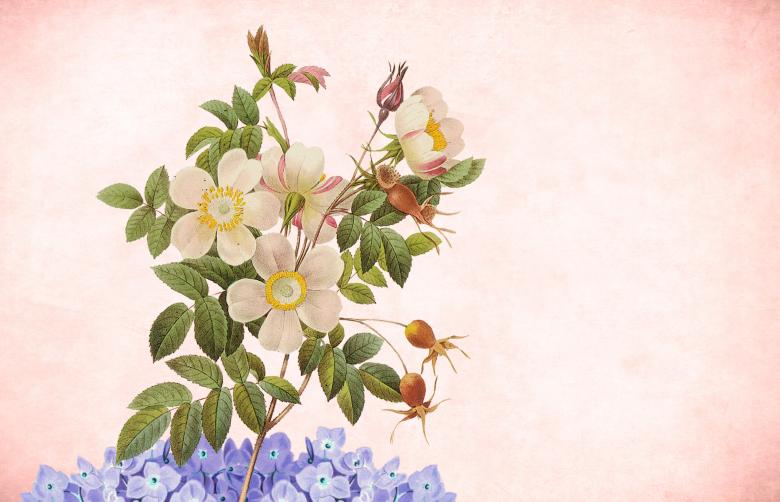 Free stock image of Vintage Floral Paper Postcard Background created by mohamed hassan