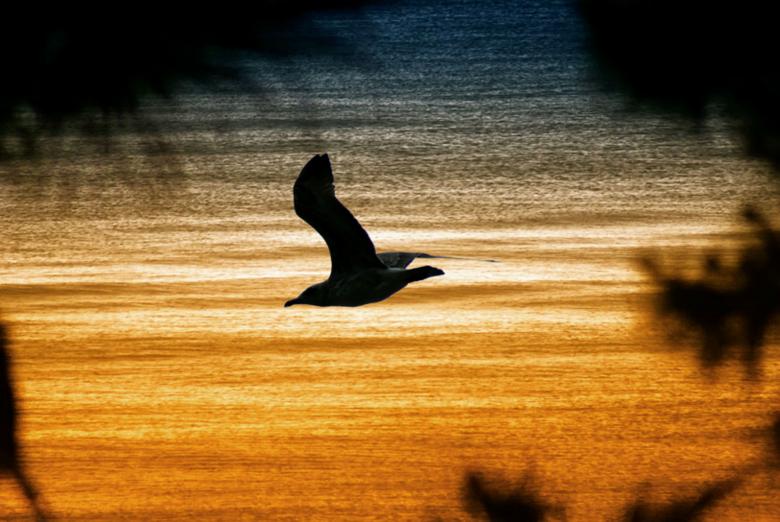Free stock image of Fly to sunset created by nino nin