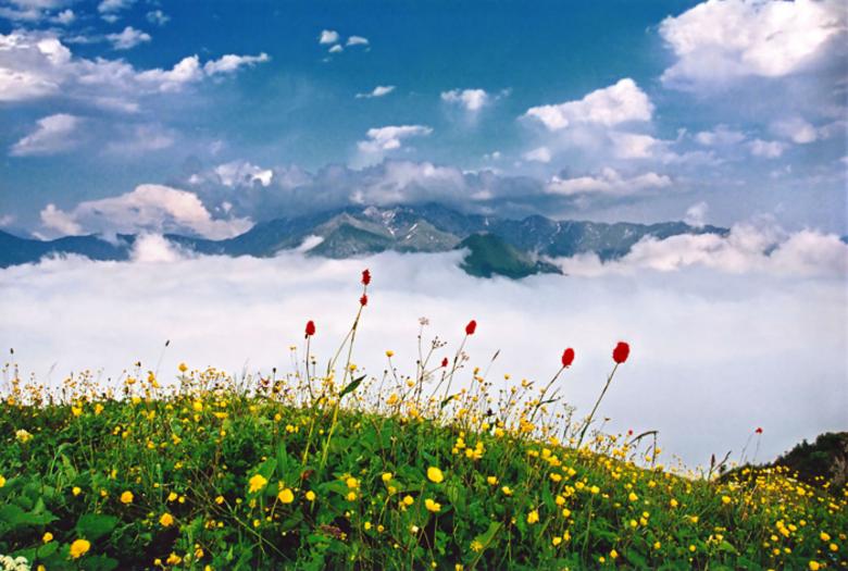 Free stock image of Flee the grass created by nino nin