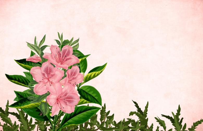 Free stock image of Pink flower vintage background created by mohamed hassan