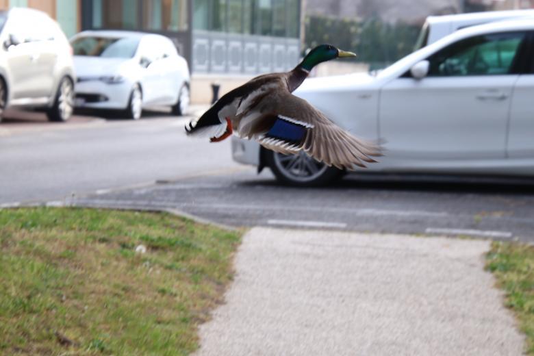 Free stock image of Duck's take-off created by GAIMARD Jacques