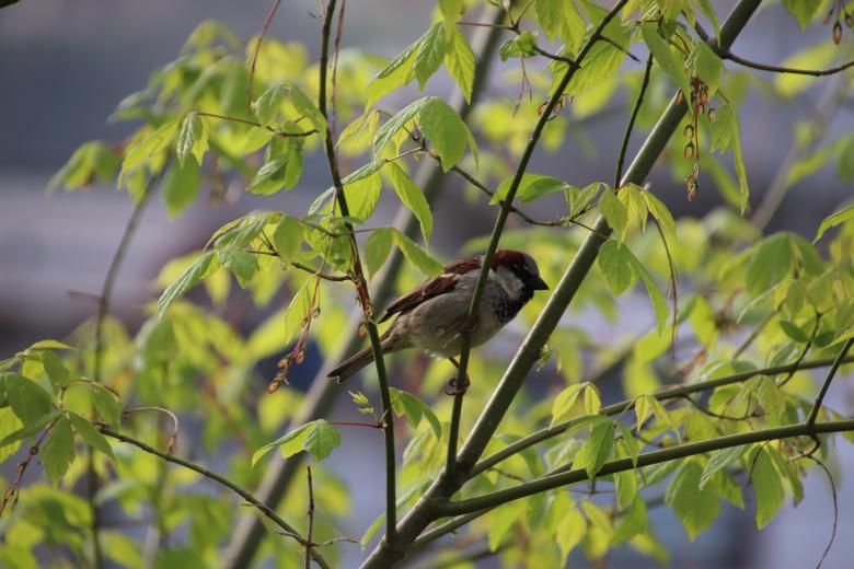 Free stock image of Sparrow on its branch created by GAIMARD Jacques