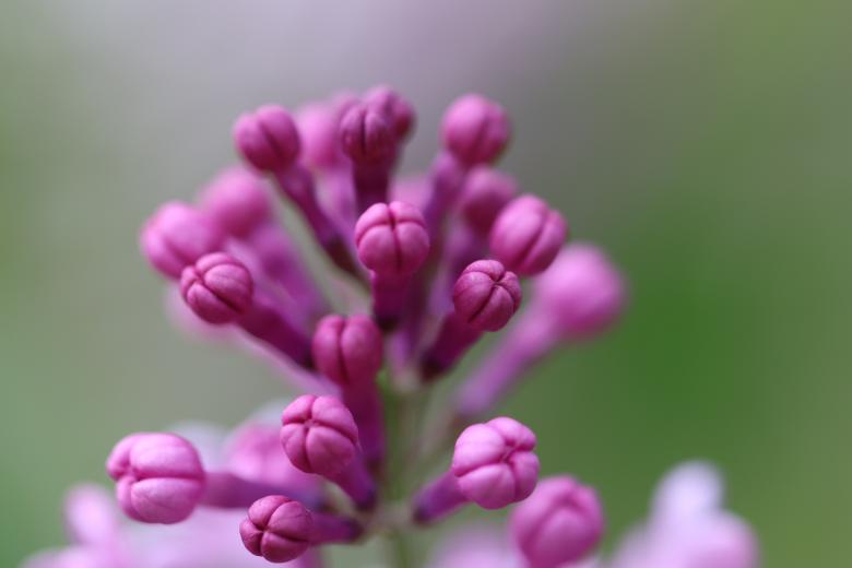 Free stock image of Pink lilac buds created by GAIMARD Jacques