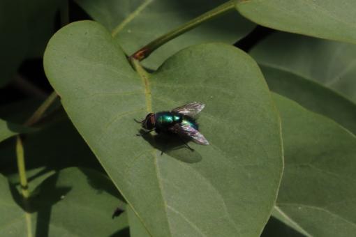 Free Stock Photo of I believe... I can fly!!