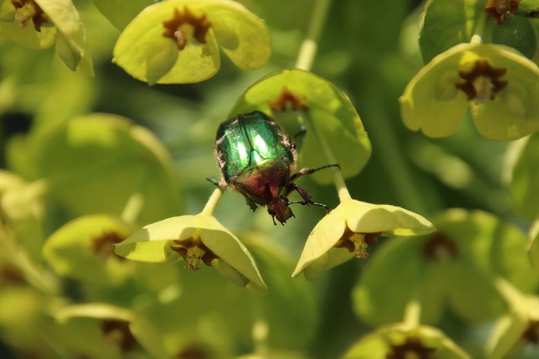 Free stock image of Gee! My favorite flower!! created by GAIMARD Jacques