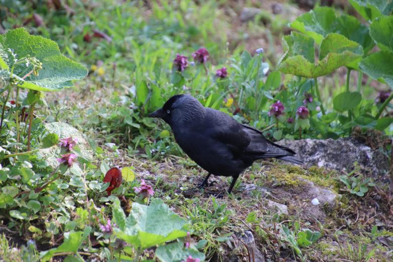 Free stock image of I'm a garden lover crow! created by GAIMARD Jacques