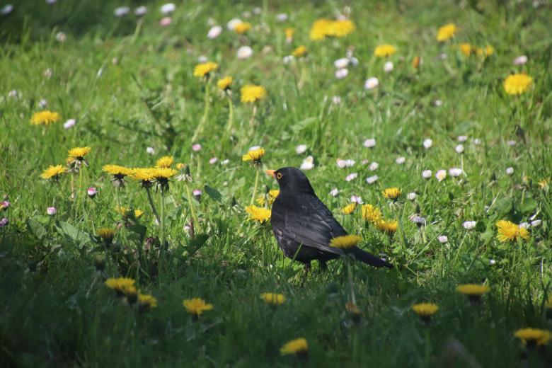 Free stock image of I love dandelions! created by GAIMARD Jacques