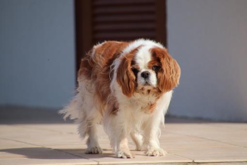 Hi! Doggy... - Free Stock Photo