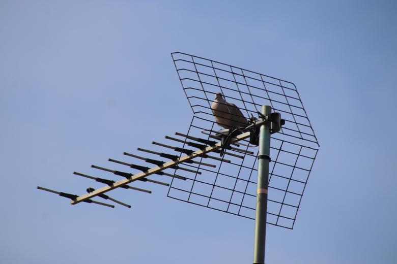 Free stock image of Pigeon "on the air" created by GAIMARD Jacques