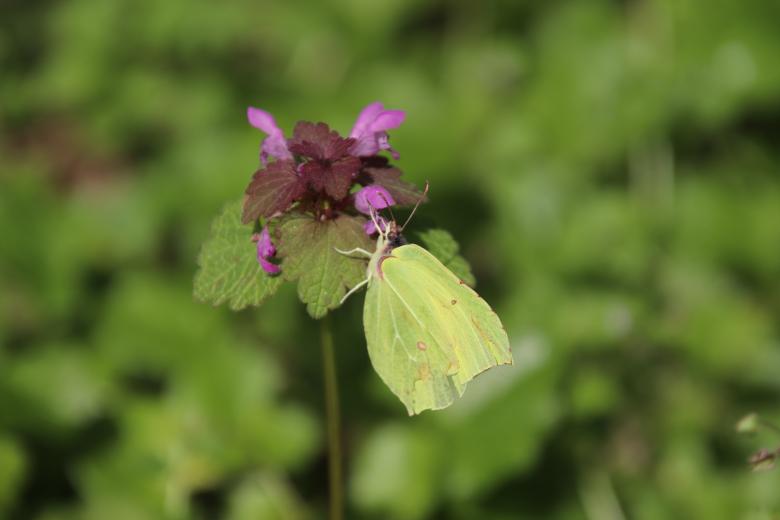 Free stock image of Green butterfly foraging created by GAIMARD Jacques