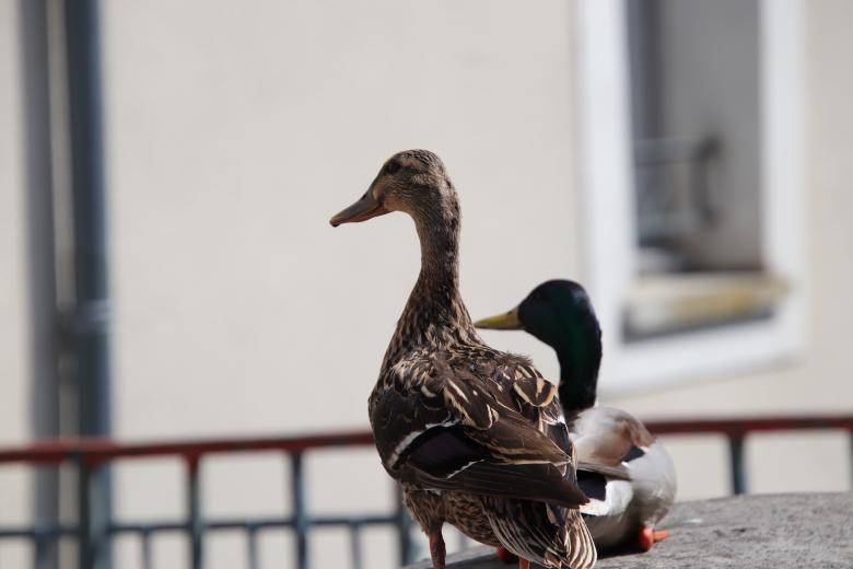 Free stock image of Ducks couple resting for a while created by GAIMARD Jacques