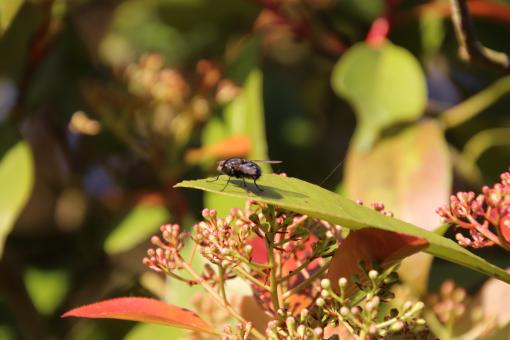 Free Stock Photo of The foraging fly