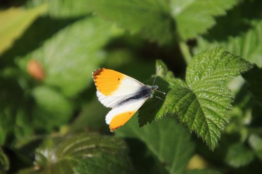 Early spring butterfly - Free Stock Photo