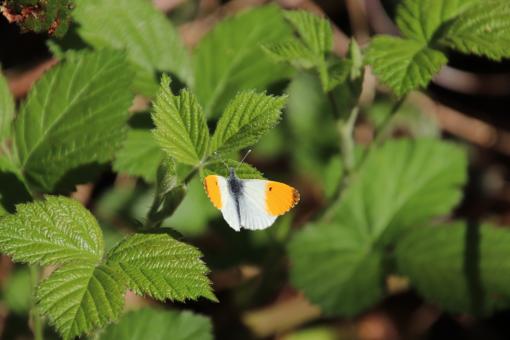 Early spring butterfly - Free Stock Photo