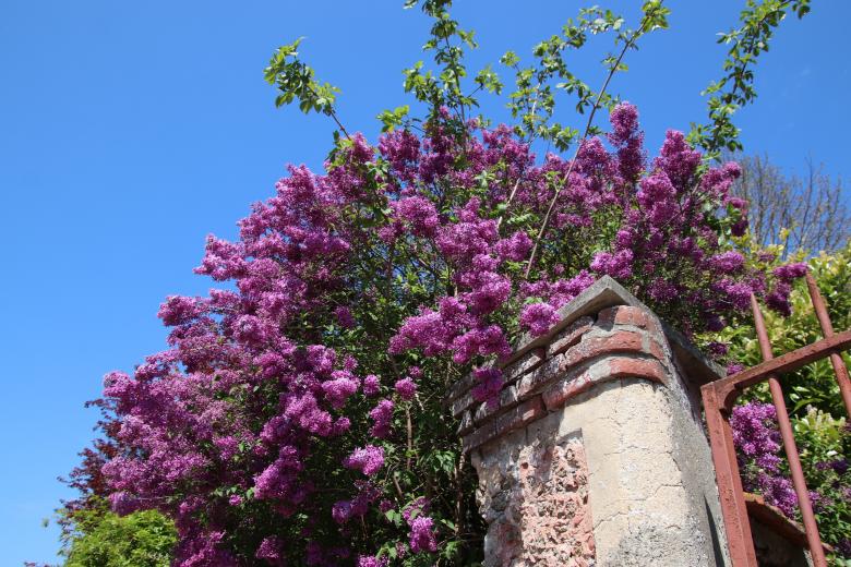 Free stock image of Purple Lilac Time created by GAIMARD Jacques