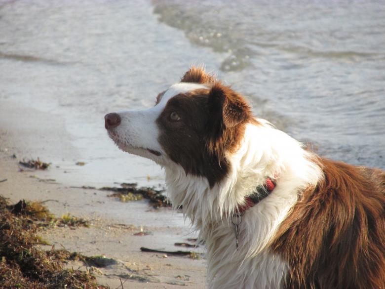 Free stock image of Dog on a beach created by Michiru Maeda