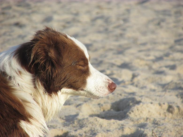 Free stock image of Dog on a beach created by Michiru Maeda