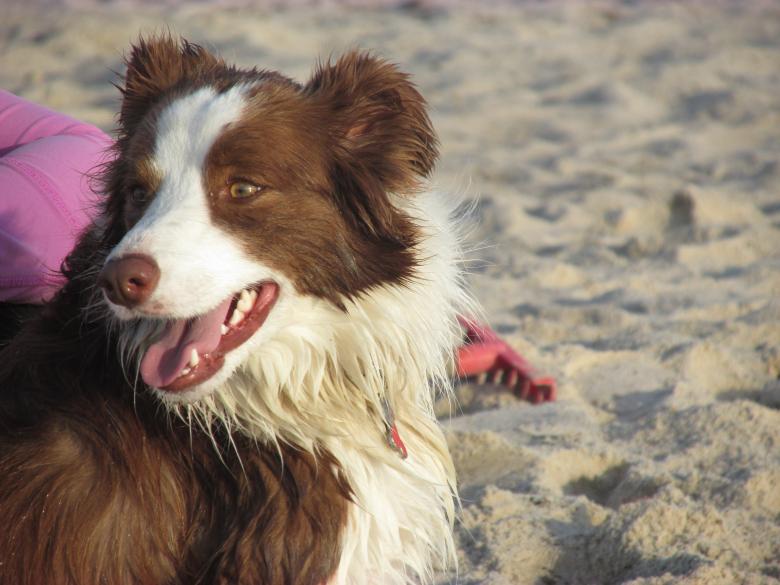 Free stock image of Happy Dog on a beach created by Michiru Maeda