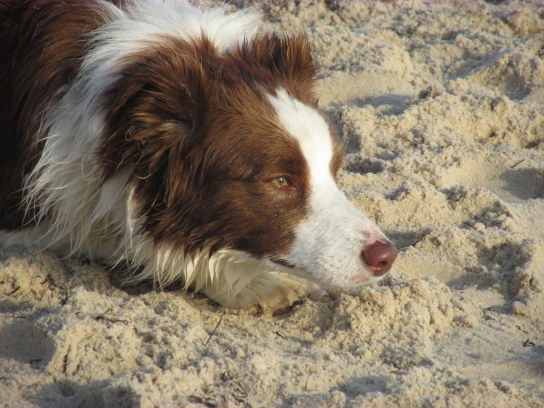 Free stock image of Border Collie on a Beach created by Michiru Maeda