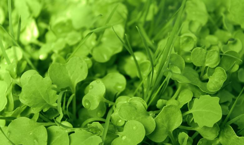 Free stock image of Herbs and plants' sprouts  created by NomeVizualizzato