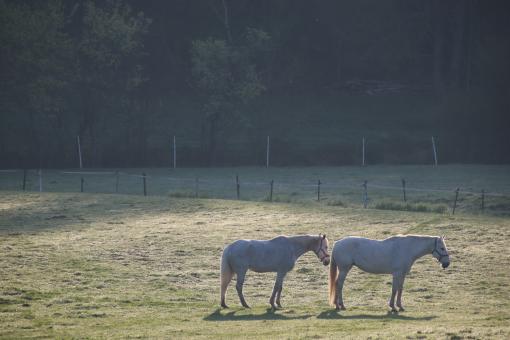 Two horses early in the morning - Free Stock Photo