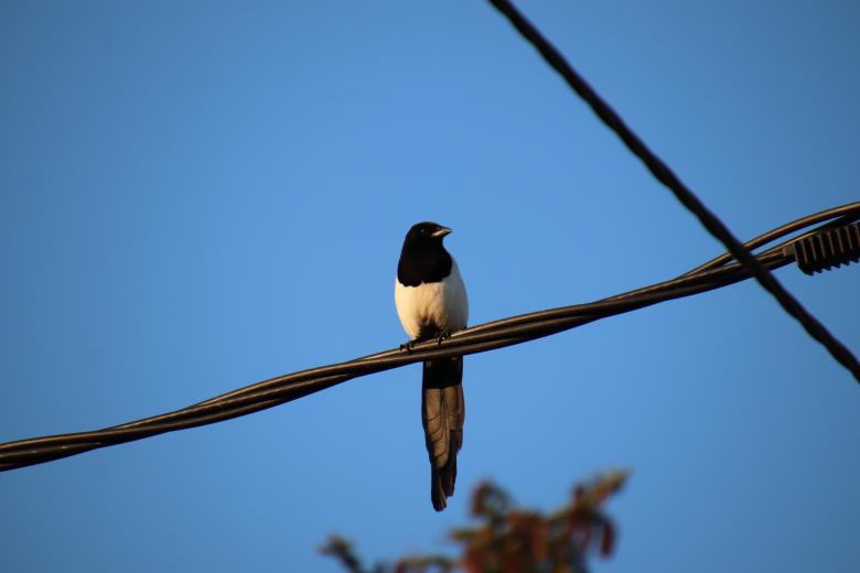 Free stock image of Magpie in the early hours created by GAIMARD Jacques