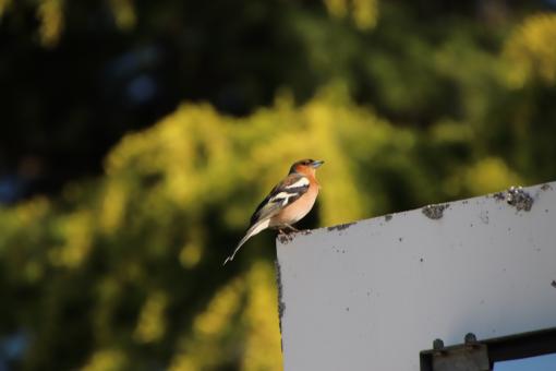 Chaffinch Resting - Free Stock Photo