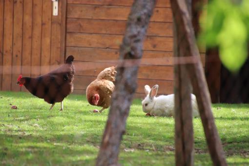 I get along pretty well with my hens... - Free Stock Photo