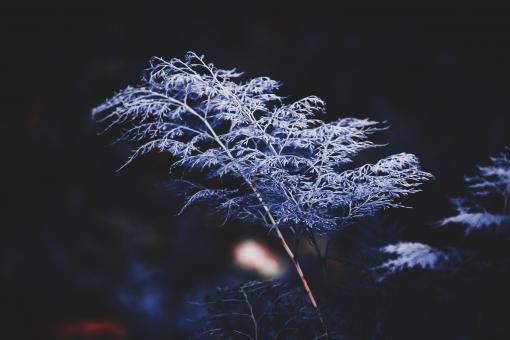 Blue leafed plant - Free Stock Photo
