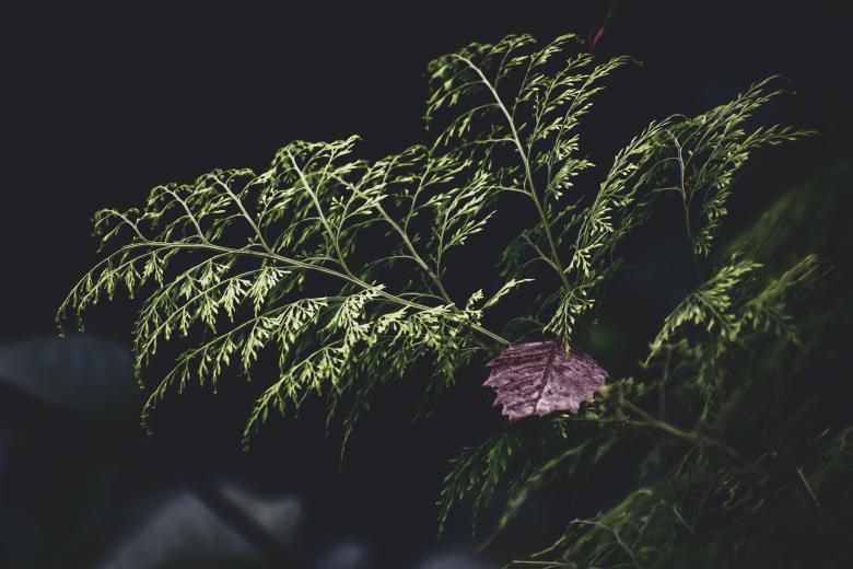 Free stock image of Green leaves plant created by Mayank kumar satlewal