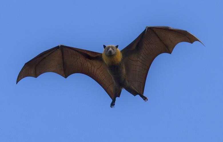 Free stock image of Flying Fox created by John Torcasio