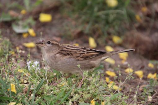 Sparrows like flowers... Don't they?? - Free Stock Photo
