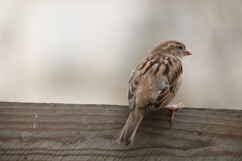 Free stock image of Lonely sparrow created by GAIMARD Jacques