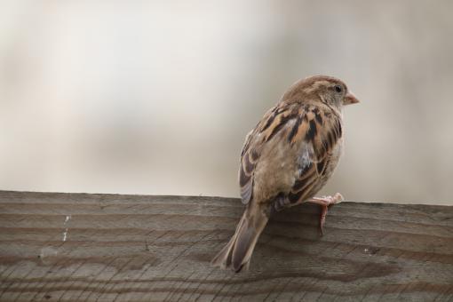 Lonely sparrow - Free Stock Photo